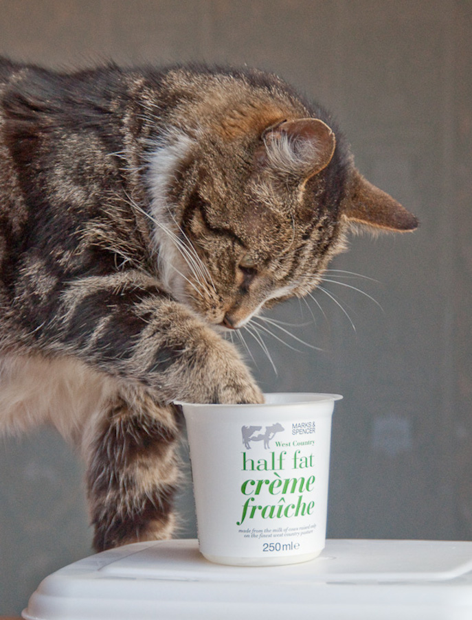 Spit With Paw In Pot Copy2