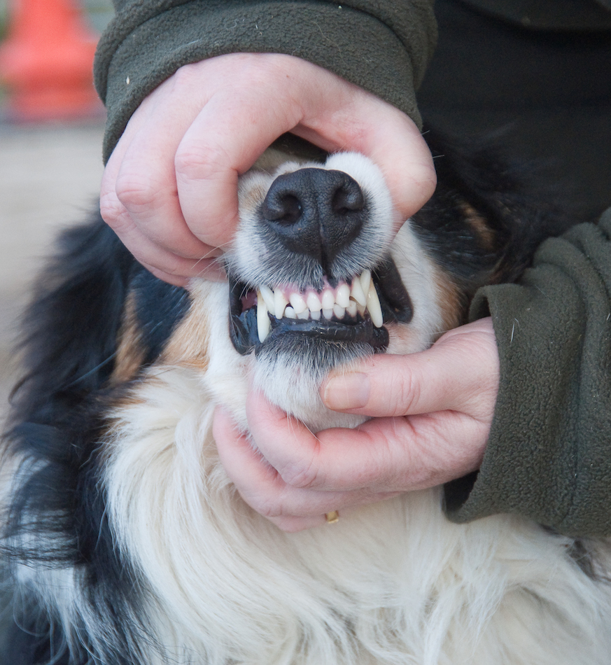 Clean Teeth Skunky Copy2